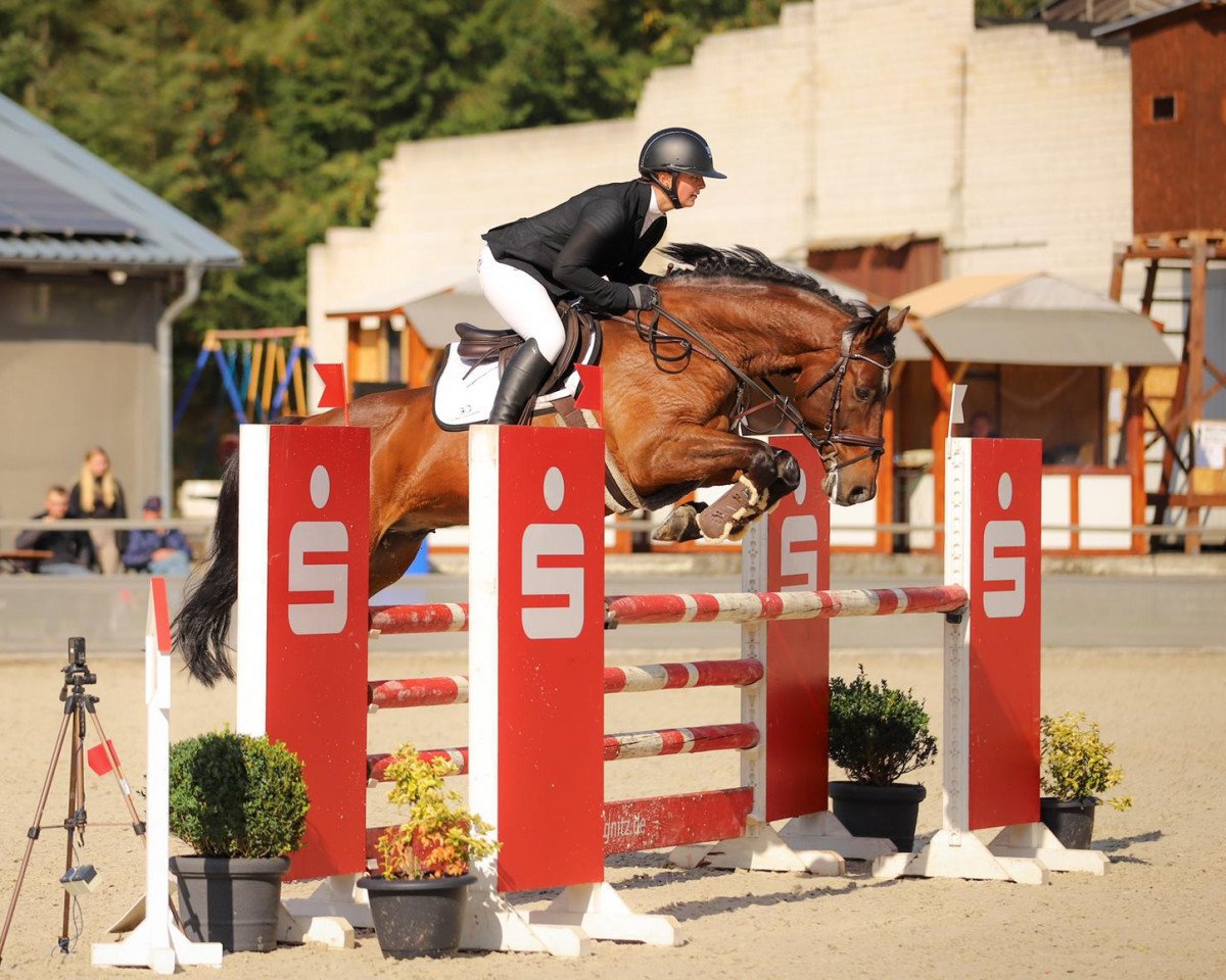 Caballo de salto Caspar's Quick Star (Caballo de Salto Oldenburgués, 2008, de Berlin)