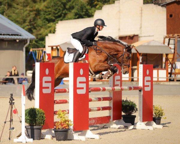 jumper Caspar's Quick Star (Oldenburg show jumper, 2008, from Berlin)