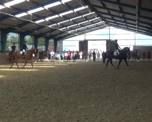 Reitturnier Remscheid, Buscher Hof 2017