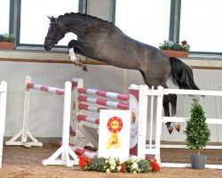 jumper Graziano Grey (Hanoverian, 2016, from Grey Top)