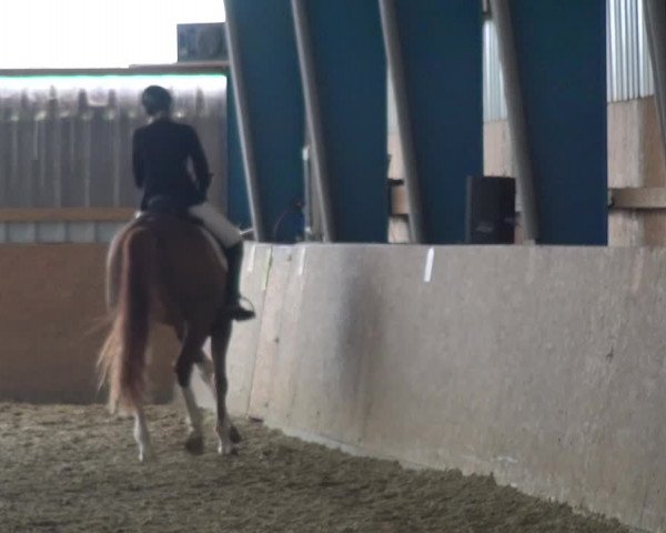 Reitturnier Remscheid, Buscher Hof 2017