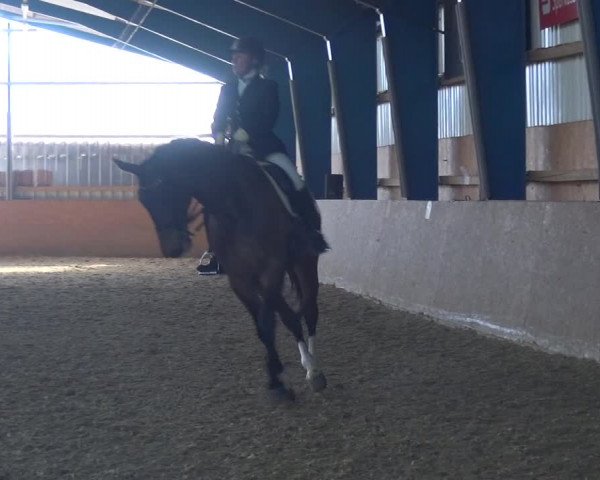 Reitturnier Remscheid, Buscher Hof 2017