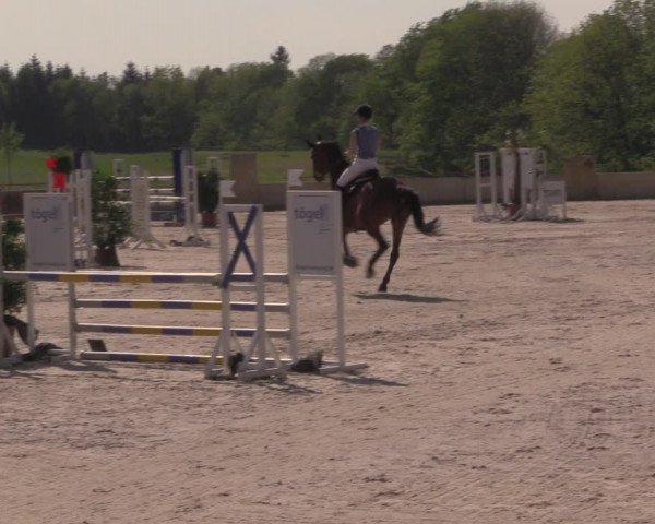 Reitturnier Oberfrauendorf 2017