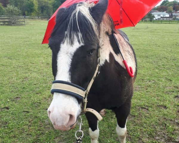 horse Max (Lewitzer, 2010)