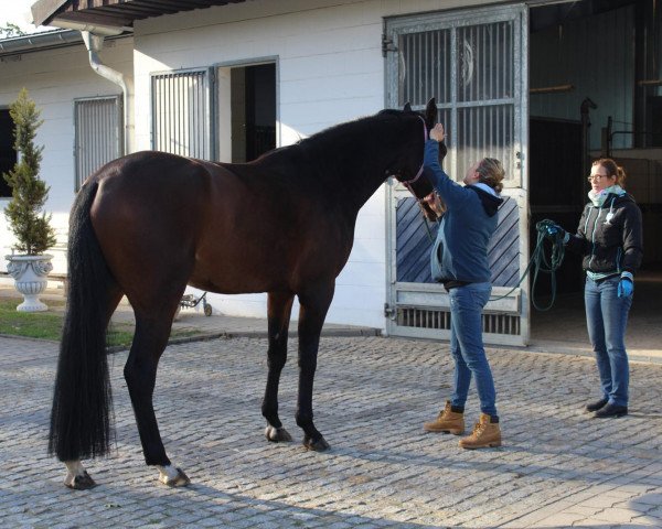 horse Fentimans Tonic (Hanoverian, 2014, from Fürstbischof)