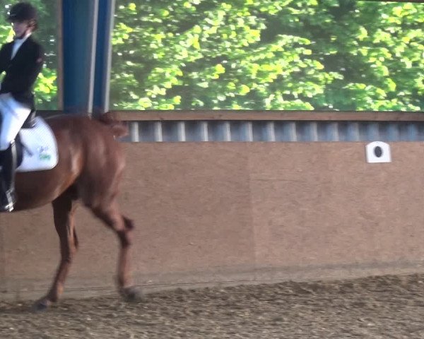 Reitturnier Remscheid, Buscher Hof 2017