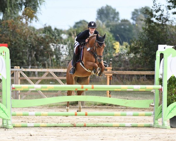 Springpferd Orchid's Leddy (Belgisches Reitpony, 2015, von Orchid's Tygo)