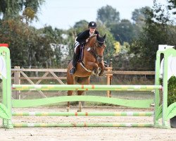 jumper Orchid's Leddy (Belgian Riding Pony, 2015, from Orchid's Tygo)