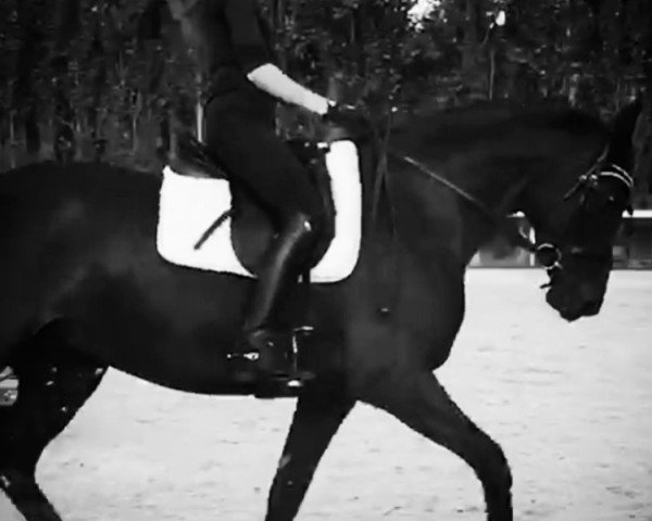 dressage horse Farah Diba 58 (Westphalian, 2011, from Flanagan)