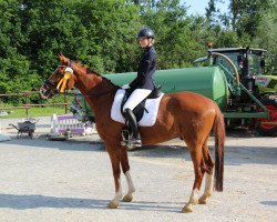 Dressurpferd See The Sun (Westfale, 2010, von Sir Donnerhall I)