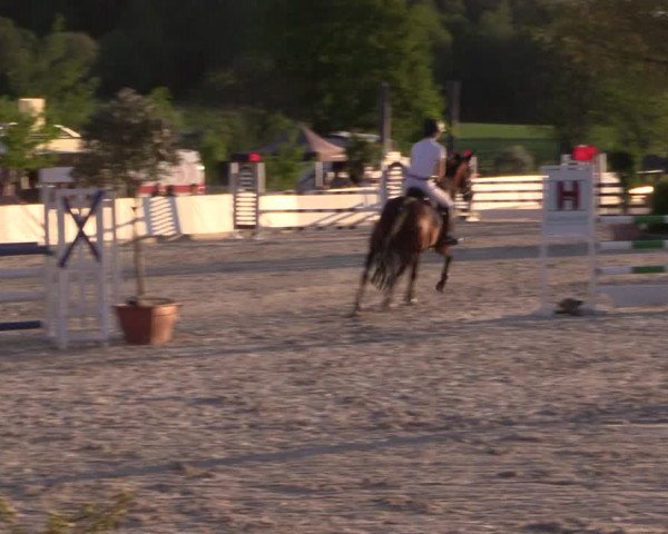 Reitturnier Oberfrauendorf 2017