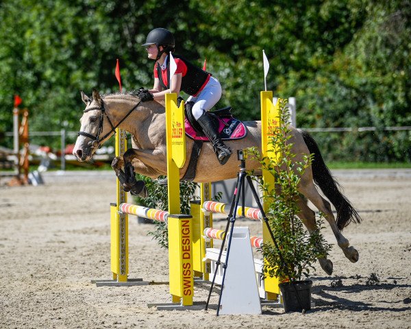 dressage horse Rising Sun 109 (Connemara Pony, 2011, from Unbekannt Pony)