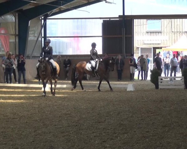 Reitturnier Remscheid, Buscher Hof 2017