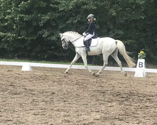 Dressurpferd A Kind of Magic 7 (Deutsches Reitpony, 2005, von Aragon N)