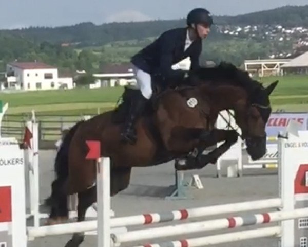 jumper Amancai (Württemberger, 2010, from Araconit)
