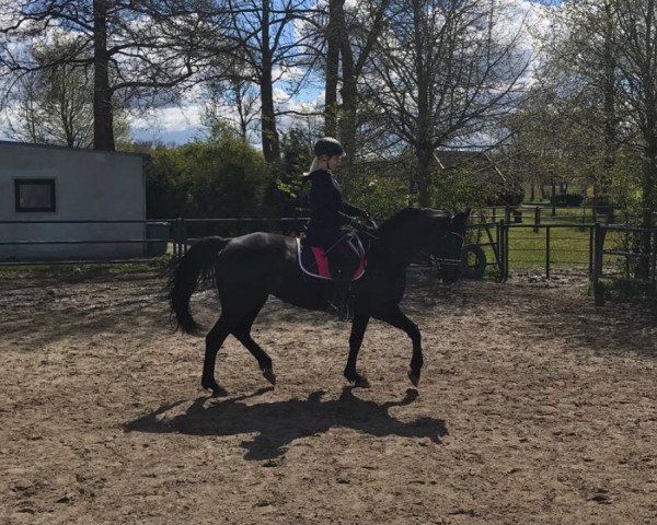 dressage horse Wilka (Hanoverian, 1998, from Westwall)