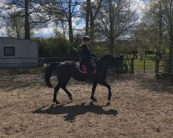 dressage horse Wilka (Hanoverian, 1998, from Westwall)