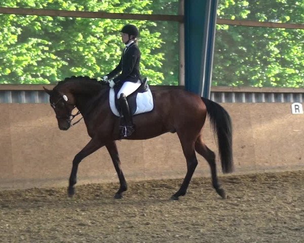Reitturnier Remscheid, Buscher Hof 2017