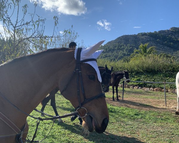horse Gea M (KWPN (Royal Dutch Sporthorse), 2011, from Bustique)