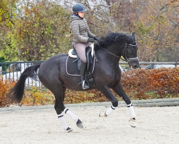 horse More Magic (Oldenburg, 2017, from E.H. Millennium)