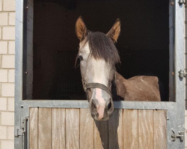 broodmare La Soleil TN (Trakehner, 2015, from Herzberg)