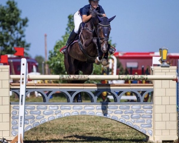 jumper Quatro (Holsteiner, 2001, from Quinar)