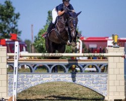 jumper Quatro (Holsteiner, 2001, from Quinar)