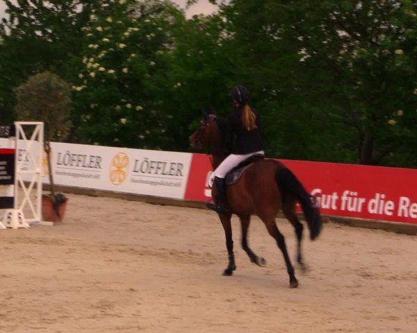 Reitturnier Oberfrauendorf 2017