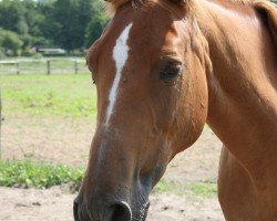dressage horse Isa 50 (unknown, 1997)