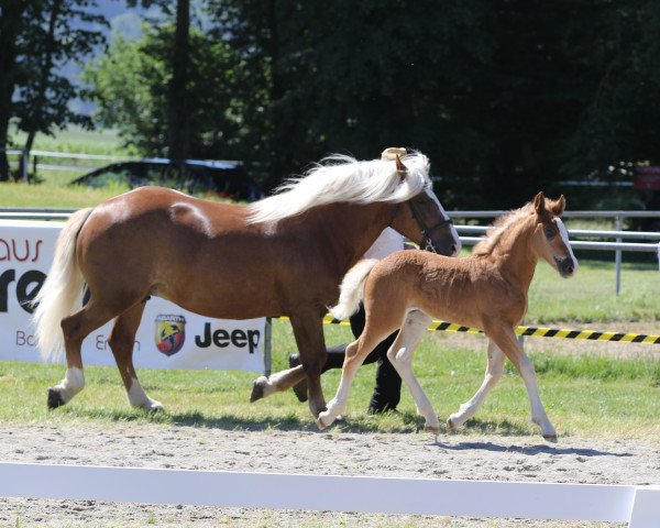 broodmare Pepsi (Black Forest Horse, 2019, from Roter Milan)