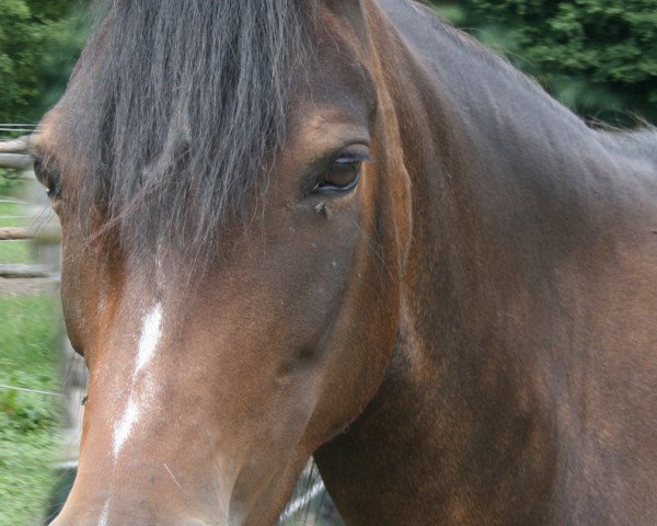 dressage horse Lena 496 (Pony without race description, 1998)