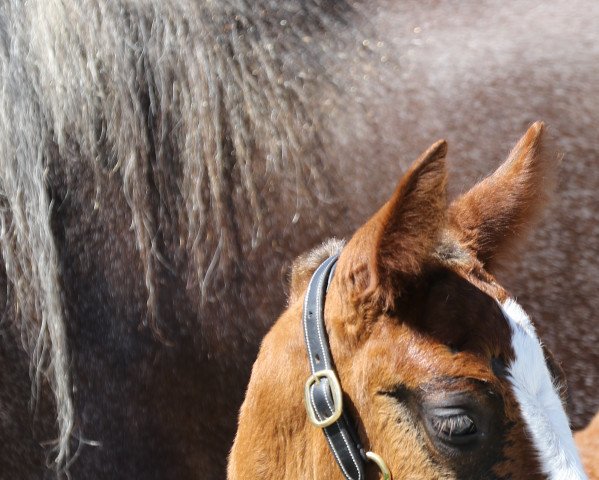 broodmare Elodie (Black Forest Horse, 2019, from Roter Milan)