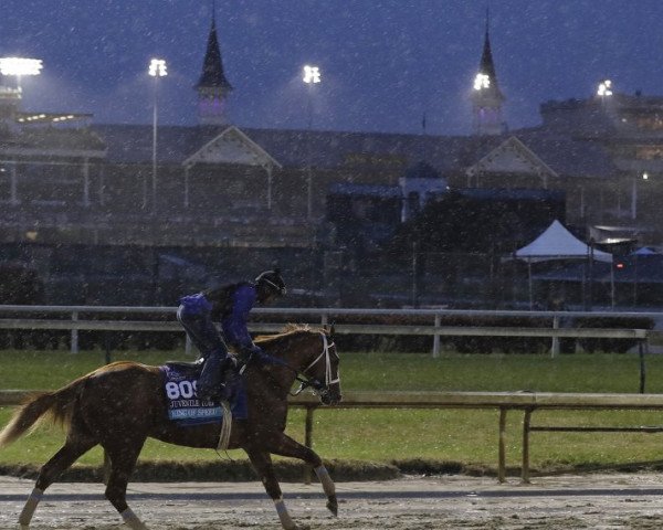 stallion King of Speed xx (Thoroughbred, 2016, from Jimmy Creed xx)