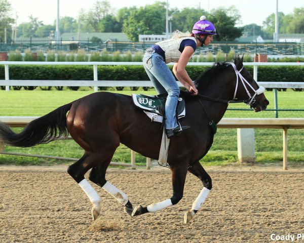 horse Much Better xx (Thoroughbred, 2016, from Pioneerof The Nile xx)