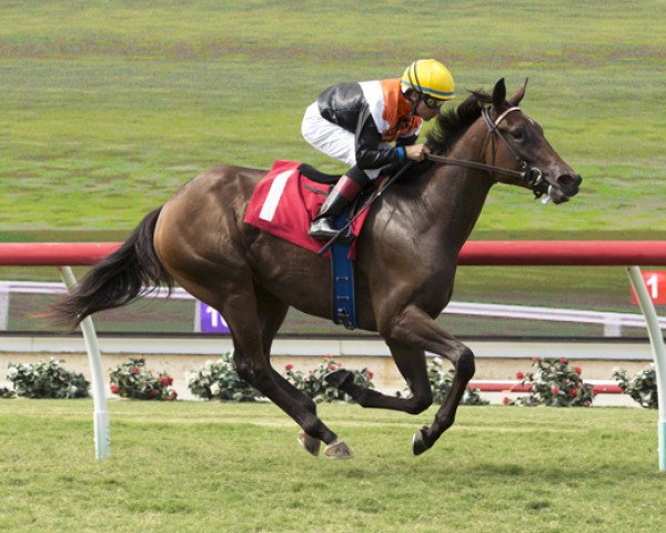 horse Summering xx (Thoroughbred, 2016, from War Front xx)