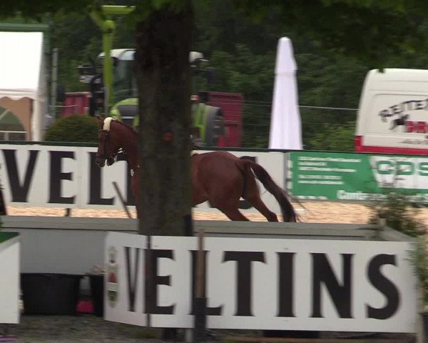 Reitturnier Hellefeld 2017