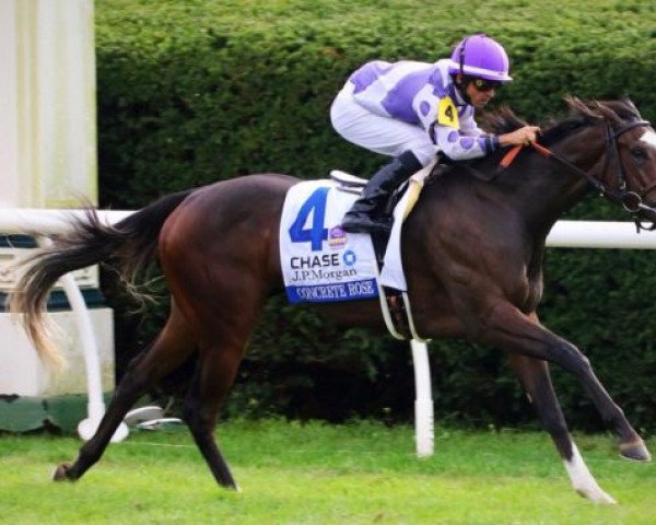broodmare Concrete Rose xx (Thoroughbred, 2016, from Twirling Candy xx)