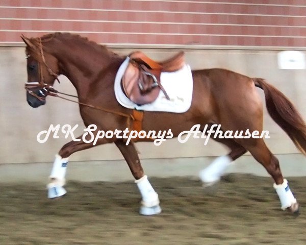 jumper Django (Westphalian, 2015, from Dimension AT NRW)