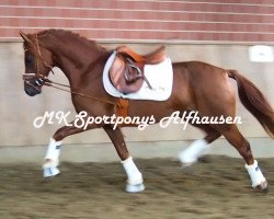 jumper Django (Westphalian, 2015, from Dimension AT NRW)