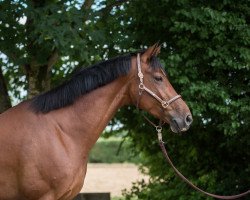 dressage horse Friendly Girl Gt (Hanoverian, 2012, from Tannenhof's Fahrenheit)