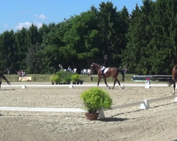 Reitturnier Burscheid-Paffenlöh 2017