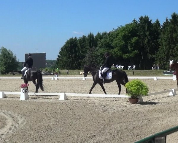 Reitturnier Burscheid-Paffenlöh 2017