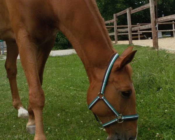 jumper Cosiro (Bavarian, 2002, from Cosinus B)