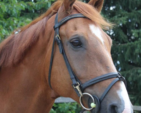 dressage horse Fritz 632 (Westphalian, 2006, from Fürst Piccolo) dressage horse Fritz 632 (Westphalian, 2006, from Fürst Piccolo)