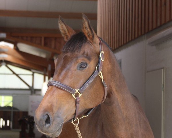 horse Dhakiya (Holsteiner, 2011, from Cosido)