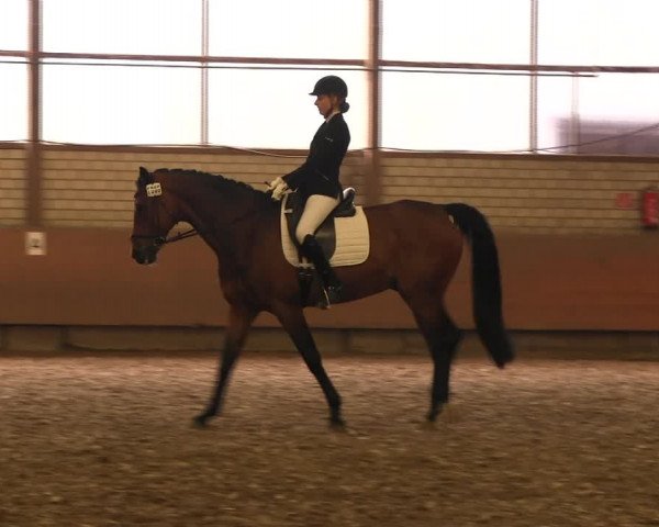 Reitturnier Hellefeld 2017