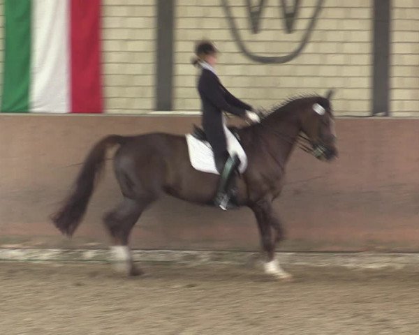 Reitturnier Hamm-Rhynern 2017