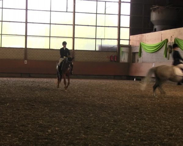 Reitturnier Hellefeld 2017