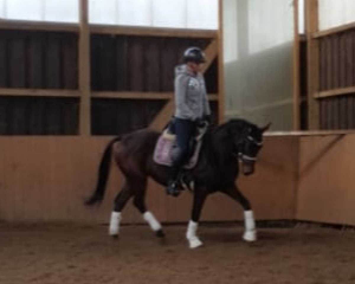 Zuchtstute Daisy ST (Deutsches Reitpony, 2014, von D-Day AT)