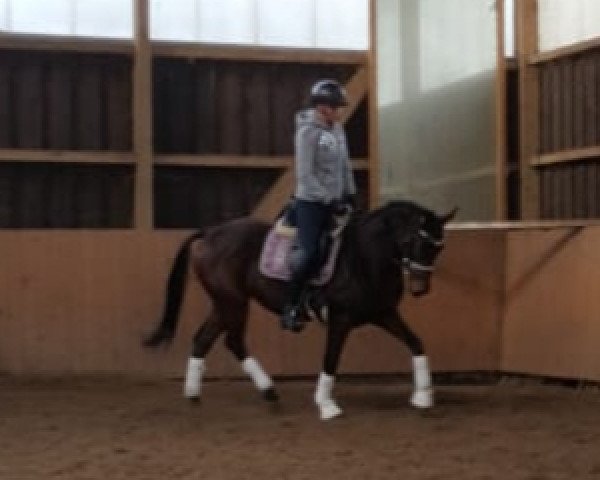 Zuchtstute Daisy ST (Deutsches Reitpony, 2014, von D-Day AT)